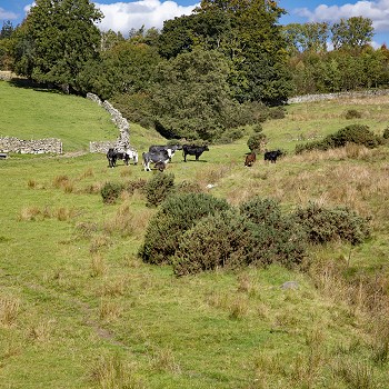 Outside the window, the view at Cartref Bryn yr Eglwys